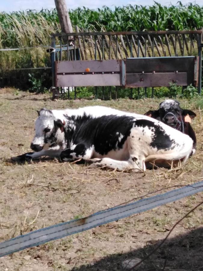 La Mini Ferme De Maelou Vila Sermaises Exterior foto